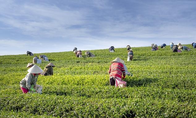 奶茶中杯多少毫升，奶茶份量探讨(图1)