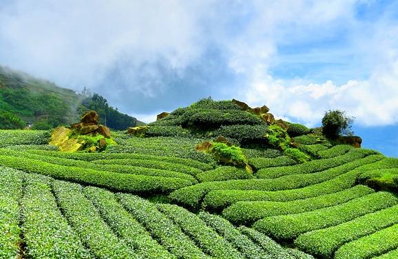 富硒茶什么人不能喝，饮茶注意事项(图2)