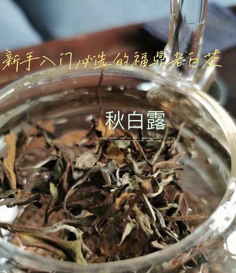 老白茶的功效与作用老白茶的泡法 (图2)